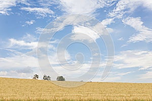 Nature landscape view of yellow soft golden grass field hill and