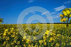 Nature landscape of yellow flowers field and blue sky, rapeseed blooming. Spring season, wallpaper, postcard, space for text