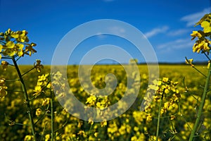 Nature landscape of yellow flowers field and blue sky, rapeseed blooming. Spring season, wallpaper, postcard, space for text