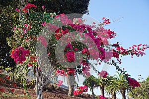 Nature of Lanzarote, Yaiza village, Canary Islands, November 2022