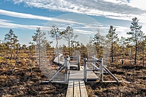 Nature of Latvia, Great Kemeri Swamp: Panoramic autumn landscape with wooden path over the swamp. Fall nature background