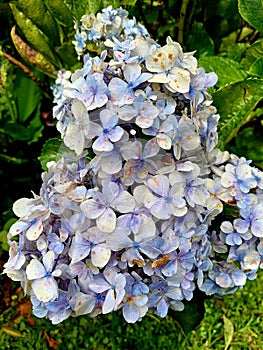 Nature lavender in bunder montain photo