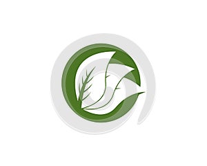 Nature leaf icon and symbol vector illustration for web app