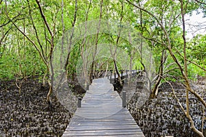 Nature learning path, made from wooden, and walk through Ceriops tagal forest