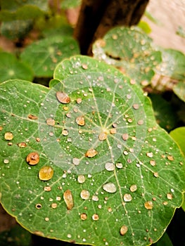 Natur a verlassen Wasser Tropfen a farbig 