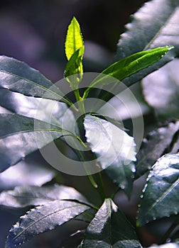 Nature - leaves of tree