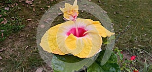 nature lily petal rose shrub tulip blossoom yellow flower photo