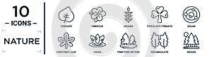 nature linear icon set. includes thin line cordate, grains, solar, asian, pedunculate, woods, chestnut leaf icons for report, photo