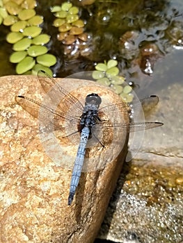 Nature little observer