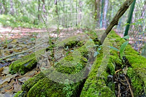 Nature lover shaded tree forest woods hiking trail path