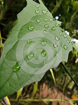 Nature lovers water drops photo