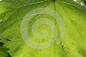 nature loza leafs macro media photo