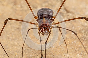 Nature Macro image of Opiliones spider also know as harvesters, or daddy longlegs spider