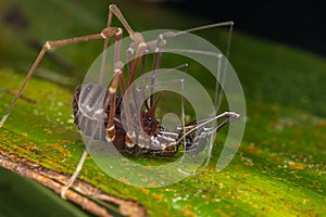 Nature Macro image of Opiliones spider also know as harvesters, or daddy longlegs spider