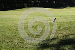 Nature with magic sunrays, sunshine, light and green grass, meadow. Photo use in idea design for golf, fresh environment part 16