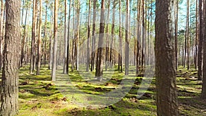 Nature magical forest rays morning trees light sunrise green wood