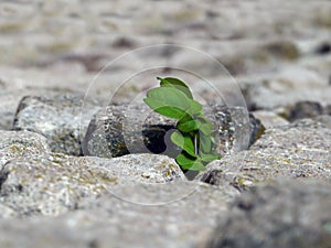 Nature makes its way, plant breaking through the stones