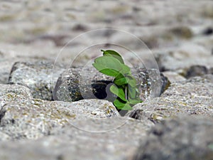 Nature makes its way, plant breaking through the stones photo