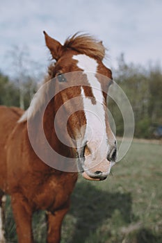 nature mammal horse in the field landscape countryside