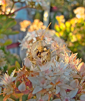 Nature mexican grasshoppers on flowers photo