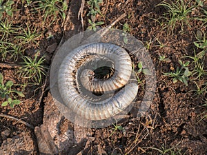 In nature Millipedes insect make body in circle form