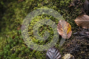 Nature minimal background with autumn brown leaves and green wet