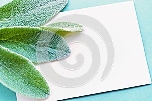 Nature minimalist lifestyle composition, delicate green leaves, blank white card, on blue paper background