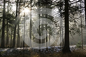 Nature in the mist with sunrays under the snow during winter.