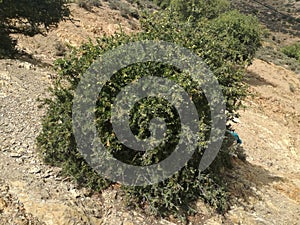 Nature morocco argane