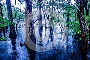 Nature at morrison springs florida photo