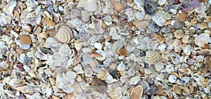 Nature mosaic of shells on a Brazilian beach. photo