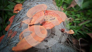 Nature Moss On Tree outside