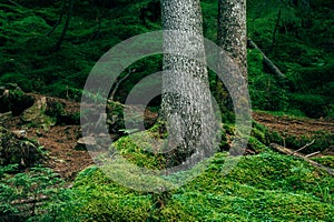 Nature in a mountain forest, moss and a tree trunk, nature and ecology