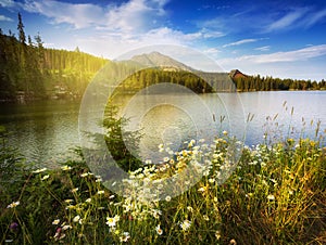 Nature mountain scene with camomiles and lake