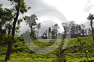 Nature and mountain Tea State in Srilanka