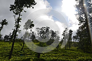 Nature and mountain Tea State in Srilanka