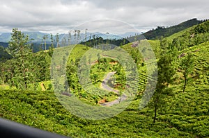 Nature and mountain Tea State in Srilanka