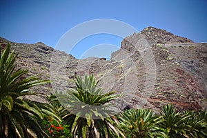 Nature, mountains, islands, stones and bushes, palms, plants under the scorching sun, red mountain, Teide national park, Spain,