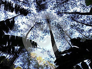 Nature mt puntang indonesia