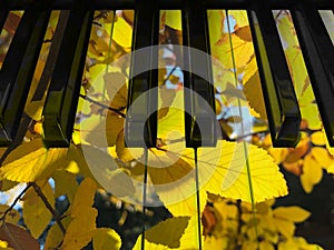 Double exposure effect with keyoard keys closeup and yellow leaves backlit by the sun photo