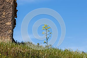 Nature near Castelvetrano in western Sicily