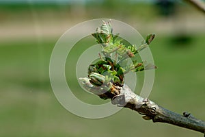 Nature - New Beginnings photo