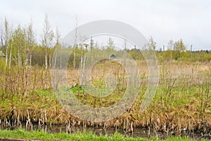 The nature of Northern Russia. landscape desert meadow, understory and field. next to the swamp