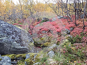 The nature of the Northern summer