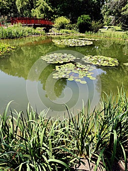 Nature oasis in city