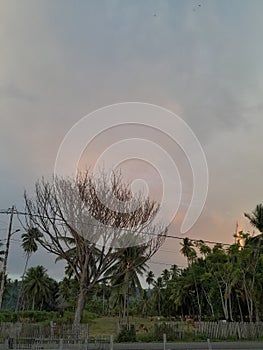 Nature and one lifeless tree