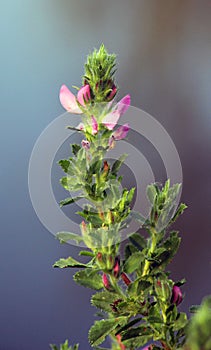 In nature, Ononis arvensis blooms in the meadow