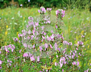 In nature, ononis spinosa grows among grasses