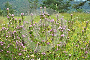 In nature, ononis spinosa grows among grasses