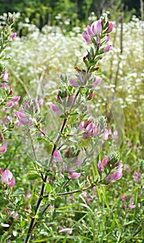 In nature, ononis spinosa grows among grasses